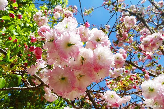 深度剖析|17/18赛季欧冠1/4决赛首回合 罗马3:0巴萨!‘ky开元’(图2) KY开元集团官网